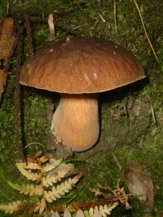  Image name: 256 Porcino.jpg 
 width: 525 pixel 
 height: 700 pixel 
 Size: 23728 bytes 
 Click to enlarge 